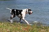 DOGUE ALLEMAND 081